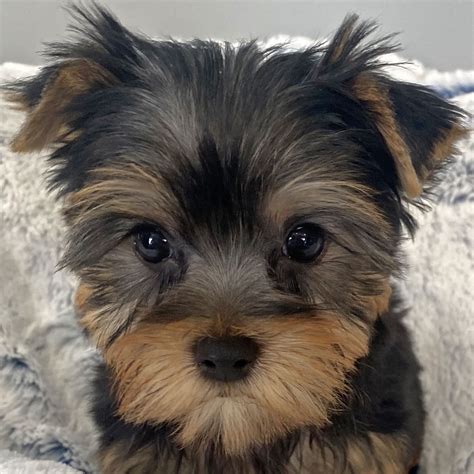 Yorkie Puppy for Sale - Heavenly Puppies