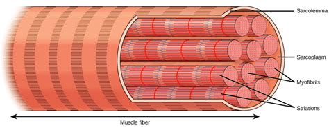 Types of Muscle Tissue and Fibers | Biology for Majors II