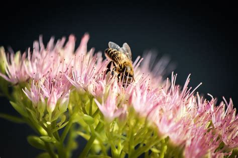 Worker bee collecting pollen | Smithsonian Photo Contest | Smithsonian ...