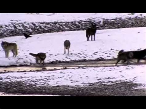 Wolf Pack-Documentary - YouTube