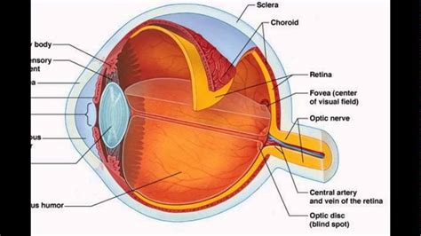 Labelled Diagram Of The Eye And Functions