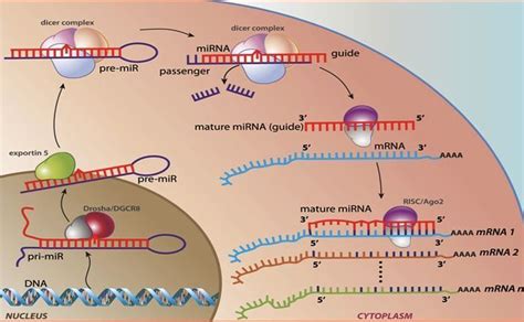 Identification of microRNAs in the cerebrospinal fluid as biomarker for ...