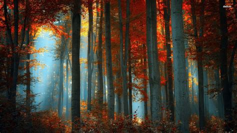 Autumn Forest Aesthetic Desktop Wallpapers - Wallpaper Cave