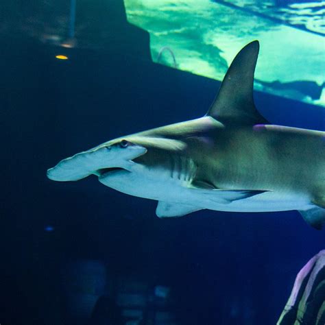 Great Hammerhead Shark - Georgia Aquarium