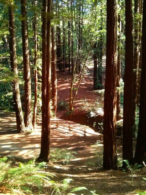 Redwood Regional Park Oakland Calif. | Mil colores