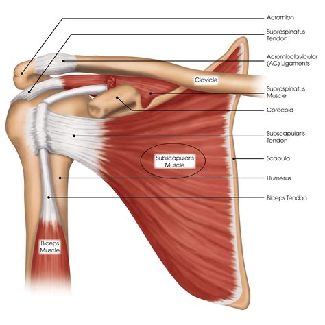 Shoulder Tendons Diagram Shoulder Ligament Anatomy Diagram