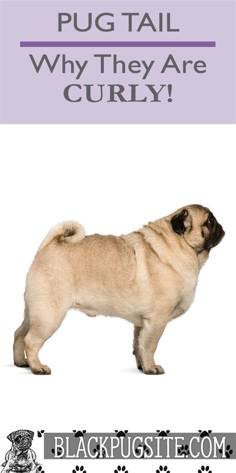 Why Do Pugs Have Curly Tails: Unveiling the Mystery