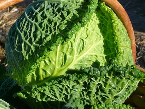 Savoy Cabbage | Recipes from Nash's Organic Produce