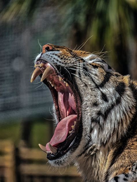 Close up of Tiger Roaring · Free Stock Photo