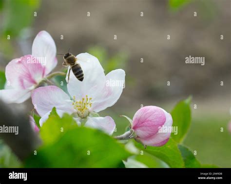 honey bee pollination Stock Photo - Alamy