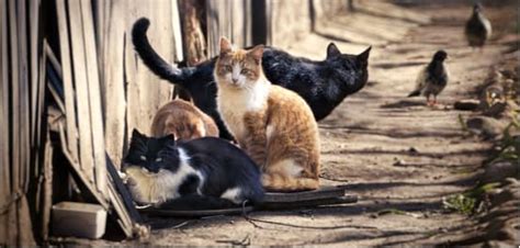 Feral Cat Behavior and How to Interact With Them - Archie Cat