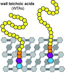 Wall Teichoic Acid Function, Biosynthesis, and Inhibition - Swoboda ...