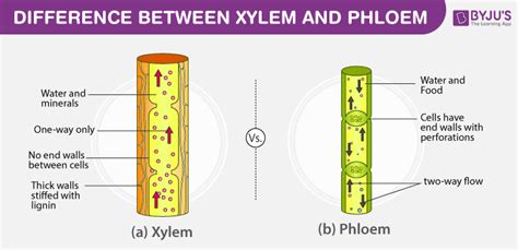 Difference Between Xylem And Phloem - Major Differences