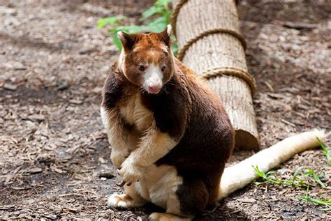 Animal A Day!: Matschie's Tree Kangaroo