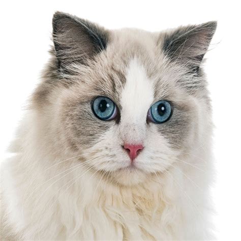 El Gato RAGDOLL | Todo sobre esta raza de gatos