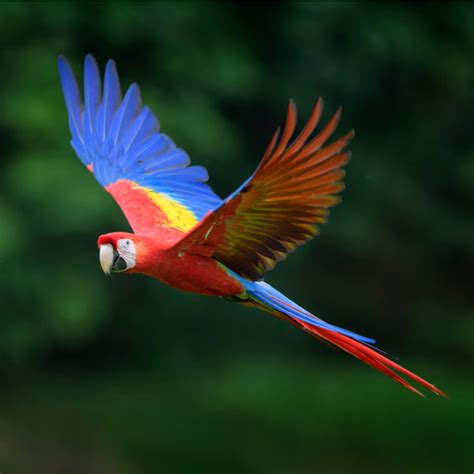 Scarlet Macaw | Rainforest Animals