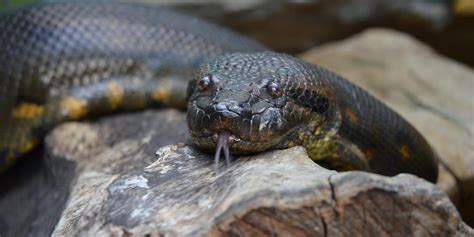 Green anaconda | Smithsonian's National Zoo and Conservation Biology ...