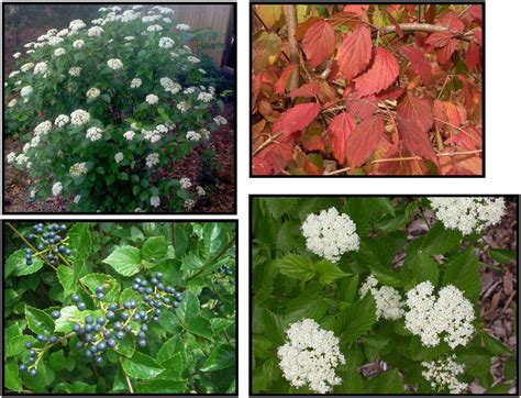 BLUE MUFFIN VIBURNUM – Hinsdale Nurseries