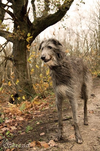 17 Best images about Irish wolfhound mix on Pinterest | Wolves, End of ...