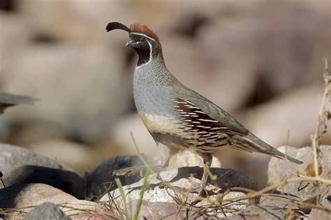 Gambel's Quail ⋆ Tucson Audubon