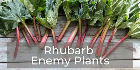 Best and Worst Rhubarb Companion Plants