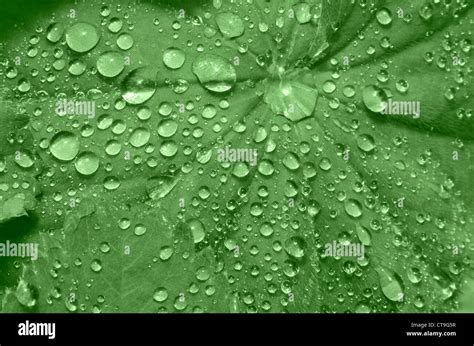 Rain drops on leaves Stock Photo - Alamy