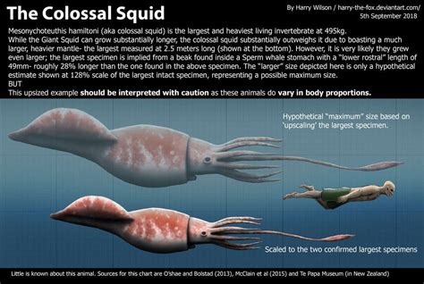 The Colossal squid by Harry Wilson on Deviantart | Colossal squid ...