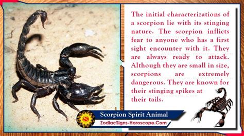 Scorpion Spirit Animal: Totem, Meaning, Messages and Symbolism | ZSH ...