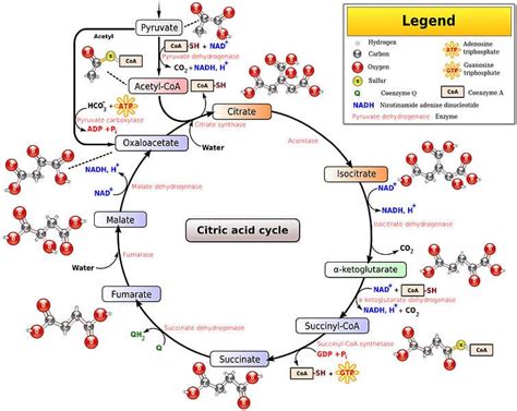 The TCA Cycle - Steps - Regulation - TeachMePhysiology