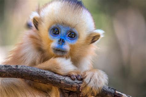 Baby snub-nosed monkey - Jim Zuckerman photography & photo tours