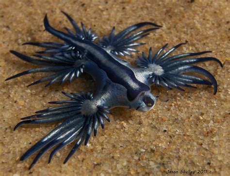 Glaucus atlanticus, The Blue Dragon | New Stylish Wallpaper