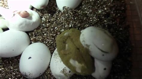 Snake Eggs hatching - YouTube