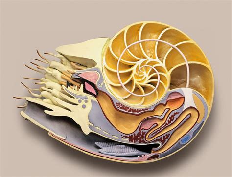 9 Fascinating Facts About the Nautilus