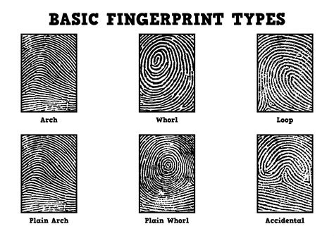 Fingerprint Identification Worksheet › Athens Mutual Student Corner