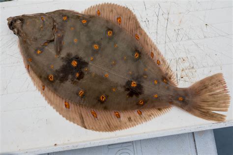 Flatfish Identification A Simplified Guide to Common Flatfish | Planet ...