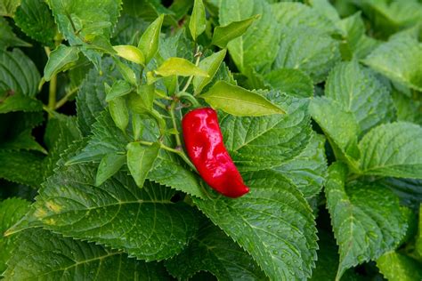 A Red Chili Pepper on Green Leaves · Free Stock Photo