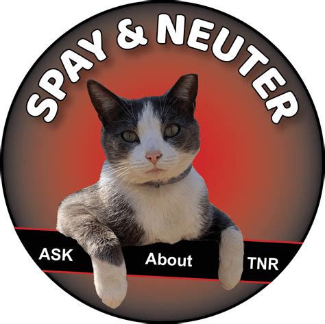 Stray Cat – Trap Neuter Return