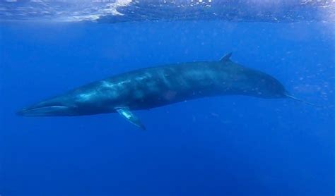 15 Little-Known Sei Whale Facts - Fact Animal