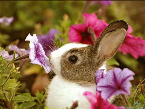 Spring Baby Animals Desktop Wallpapers - WallpaperSafari