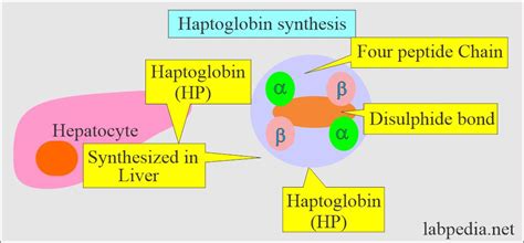 Haptoglobin, Acute Phase Protein - Labpedia.net