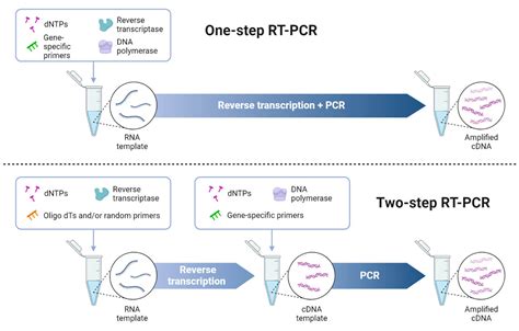 RT-PCR: Definition, Principle, Enzymes, Types, Steps, Uses (2023)