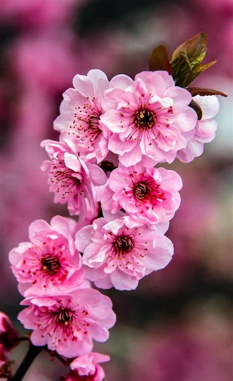 Beautiful Pink Blossoms | Nature photography flowers, Flower landscape ...