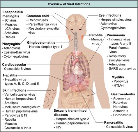 Prevention and Treatment of Viral Infections | Biology for Majors II