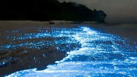 The Glowing ‘Sea of Stars’ in Vadhoo Island, Maldives | FeedPotato