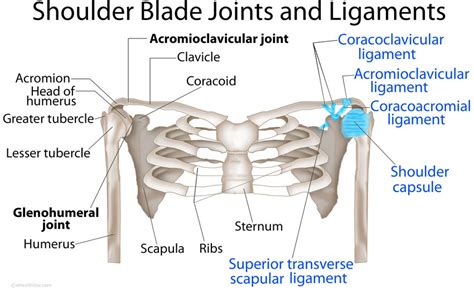 Scapula (Shoulder Blade) Anatomy, Muscles, Location, Function | eHealthStar