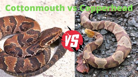 Cottonmouth vs Copperhead Snake - What is the difference? - Animal Hype