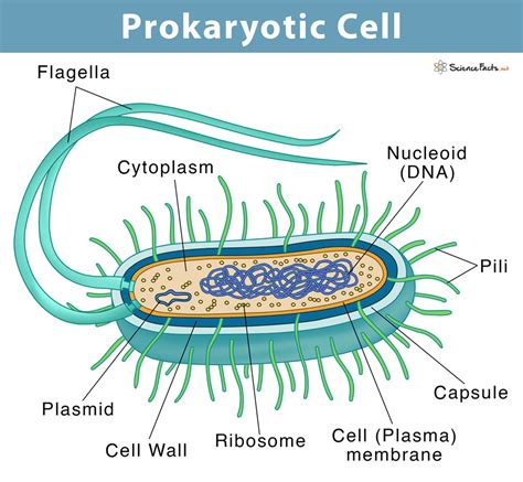 Prokaryotic Cell: Definition, Examples, & Structure