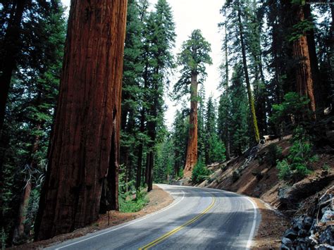 Sequoia National Park Wallpaper - WallpaperSafari