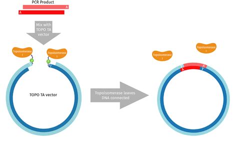 TA Cloning An Overview ScienceDirect Topics, 57% OFF