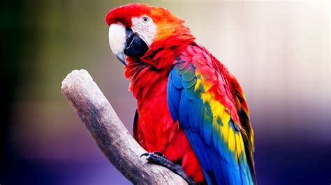 Animal Parrot HD Wallpapers - Wallpaper Cave